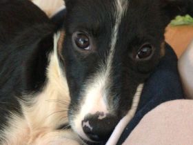Kuschliger border collie mix