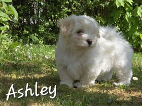 Havaneser Welpen  mit Ahnentafel, 1 Mädel und ein Bub