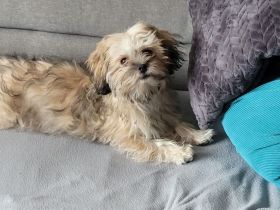 Boloka Zwetna Hündin 6 Monate