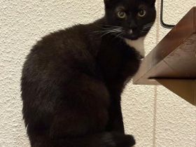 Zwei EKH Katzen + Zubehör