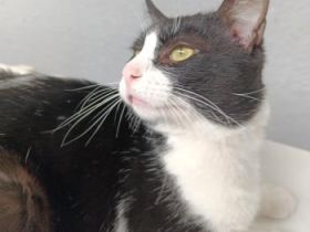 Brocoli, FelV positiv, Einzelprinz