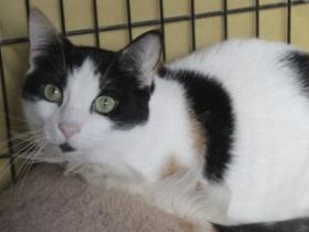 Rasputina, Einzelprinzessin