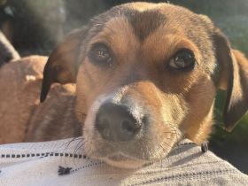 Der zuckersüße Ettje sucht ein tolles Zuhause