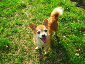 Hundeomi sucht Alterswohnsitz