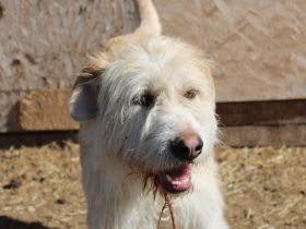 Der freundliche Micky sucht sein Glück