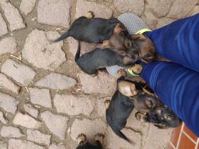 Rauhaardackel saifarben