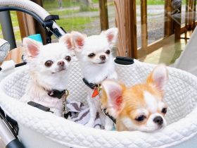 Niedliche Chihuahua-Welpen