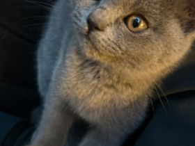 Wunderschöne BKH Katze zu Verkaufen - Weiblich