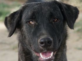 Targa, geb. ca. 12/2023, lebt in GRIECHENLAND, im städt. Tierheim Serres