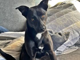 Bella, auf einer Pflegestelle in 48527 Nordhorn