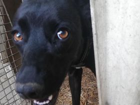 Bella, sehr menschenbezogen