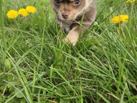 Chihuahua langhaar in Schoko Tan