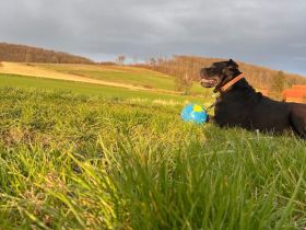 Hundedame sucht dringend neues zuhause