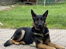 Deutsche Schäferhund Welpen