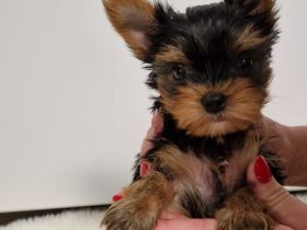 Yorkshire Terrier