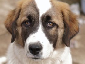 Kiro, geb. ca. 10/2023, lebt in GRIECHENLAND, auf dem die Hunde notdürftig versorgt werden