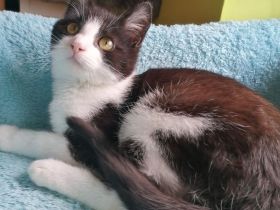 Kitten Katzenbaby Katzenwelpen