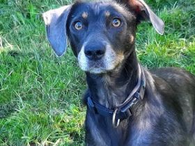 Nala / Kira sucht ein neues Zuhause