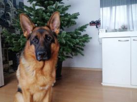 Deutscher Schäferhund (Stockhaarig)