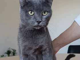 Huerto - sehr lieb und menschenbezogen