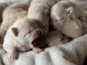 Pomeranian/ Zwergspitz Welpen