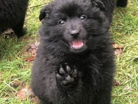 Großspitze aus liebevoller VDH-Hobbyzucht – ein Mädchen und ein Rüde suchen eine nette Familie