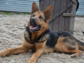 Schenkst du LOLEK ein neues Leben?