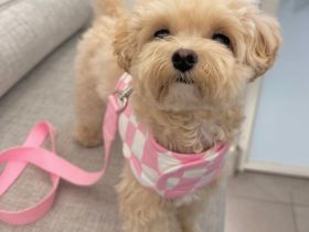 Maltipoo Welpen