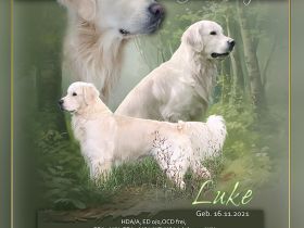 Golden Retriever Deckrüde mit Ahnentafel