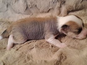 Chinese Crested Dog - unsere Welpen sind da