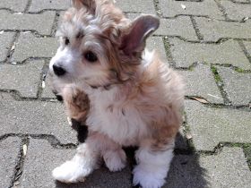 Chinese Crested Dog - Powderpuff männlich mit Papieren