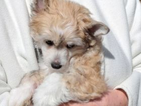 Chinese Crested Dog - Powderpuff männlich