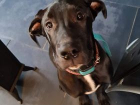 Dogge sucht zu hause