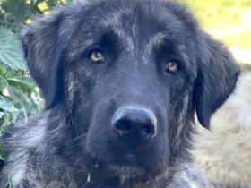 Zazu, geb. ca. 10/2022, lebt in GRIECHENLAND, auf einer privaten Pflegestelle