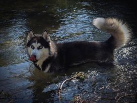 Deckrüde Sibirischer Husky