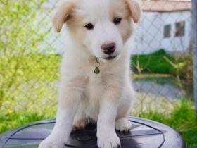 Border Collie Welpen