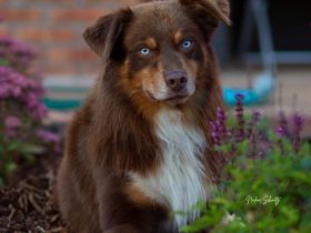 Australian Shepherd-Deckrüde "Yucon" mit ASCA-Papieren