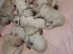 von den Vohburgerpowergoldies