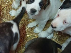 Boxer Mischlings Welpen