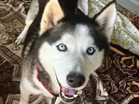 Ragnar - freundlich, aktiv