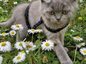 BKH baby katze kitten