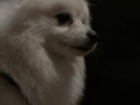 Zuckersüße Pomeranian-Hündin sucht liebevolles Zuhause!