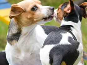 Dansk Svensk Gardhund