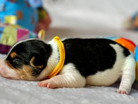 Dansk Svensk Gardhund