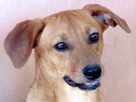 Finley, Ford 2, Fabio 2 und Fern; Hound-Mischlinge