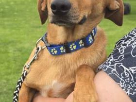 Finley; Hound-Mischling (zur Pflege in 59423 Unna)