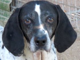 Fonzy, männlicher Pointer-Mix