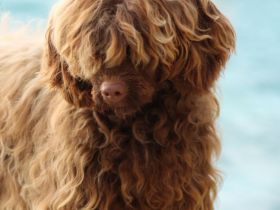 RARITÄT!! - Portugiesischer Wasserhund Welpen, FCI allergiefreundlich, nicht haarend