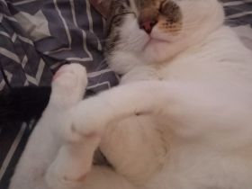 1 Jahr alter Kater sucht ein neues Zuhause