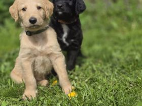 Doodle Welpen suchen ein liebevolles Zuhause